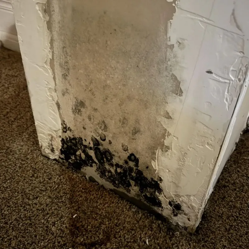 Professional Mold Removal in Dell Rapids, SD